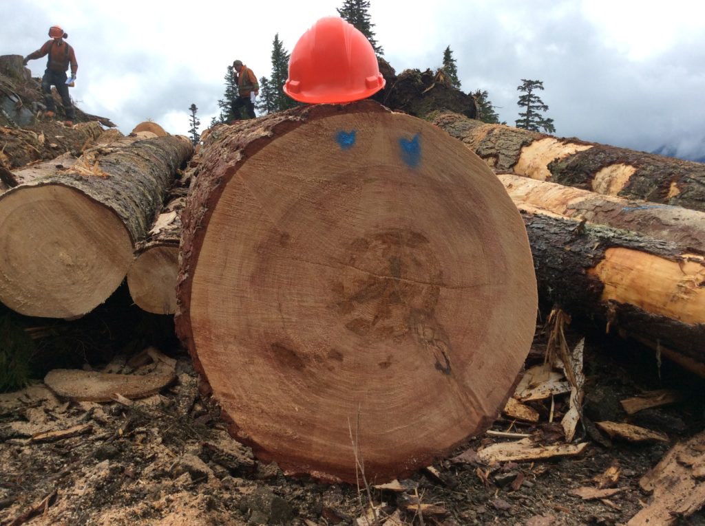 Western Hemlock NorthPac Forestry Group Ltd.